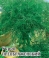 Укроп Преображенский 25,0 г